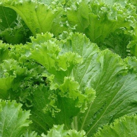 Combo 2 gói Hạt giống rau cải rau cải mù tạc dể trồng - gói 10 gram-tặng kèm gói phân bón lót