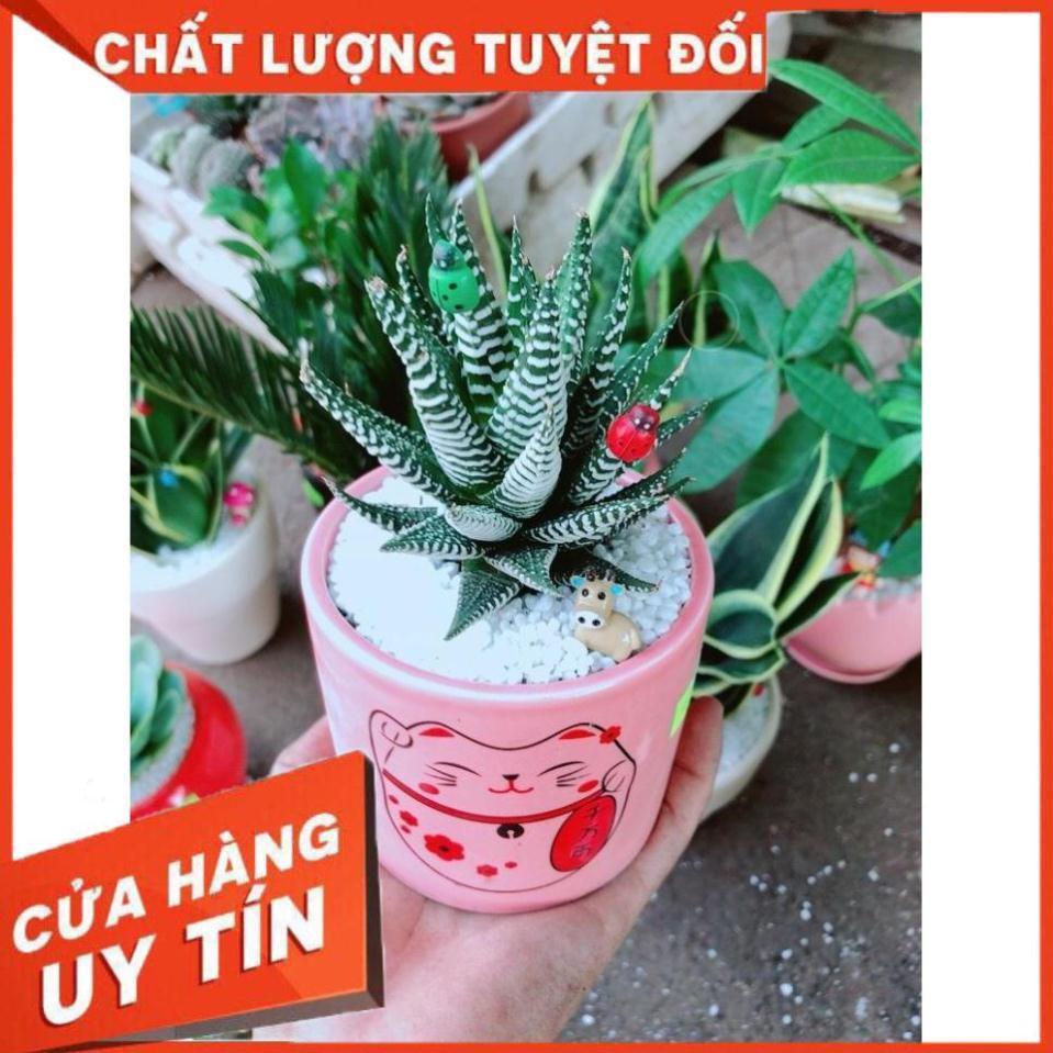 Chậu cây móng rồng mèo may mắn Nhiều Người Mua