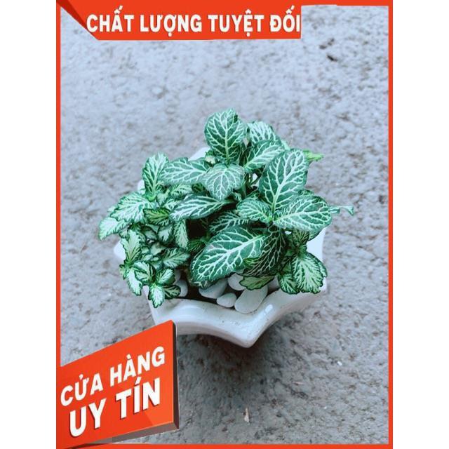 Chậu Cẩm Nhung Xanh