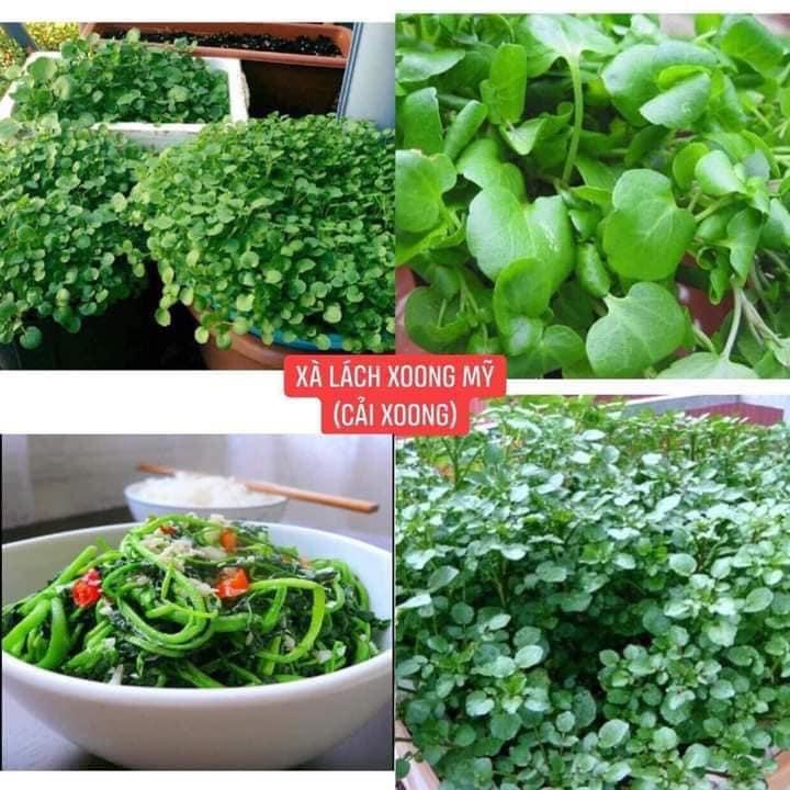 Hạt Giống Xà Lách Xoong Mỹ Chịu Nhiệt, Dễ Trồng