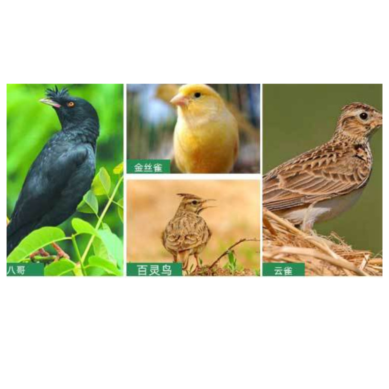 Tổ chim tự nhiên được làm bằng thủ công trang trí avi thêm đẹp sinh động