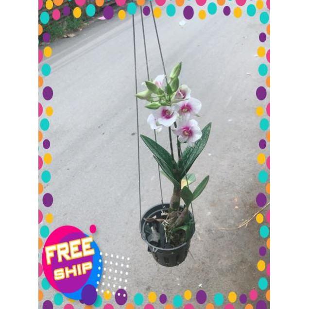 Chậu Lan Dendro Tím