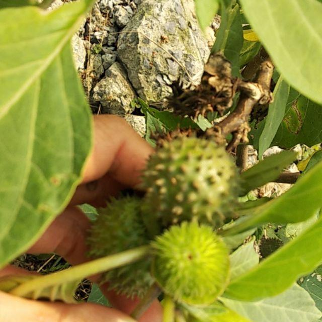 CHUẨN - Quả cà gai tươi 1kg