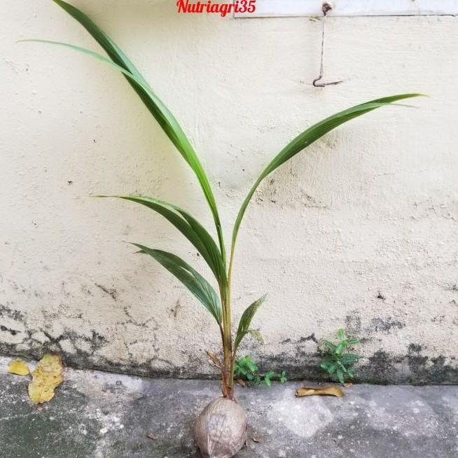 Cây Giống Dừa Ma Lai Vàng_ Dừa Siêu trái siêu nước_Có trái sau 2.5 năm trồng