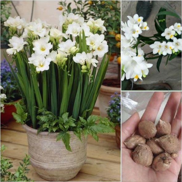 Combo 3 Củ giống hoa lan nam phi hoa màu trắng - 3 củ-thời gian có hoa 3 tháng-HGNN
