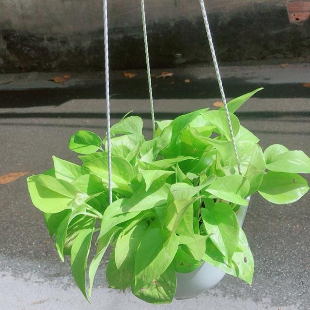 Lưỡi Hổ Thái Vàng