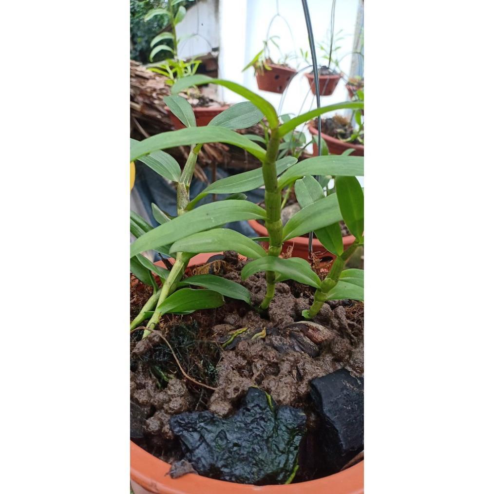 Sản Phẩm 1 ki phi điệp, giả hạc