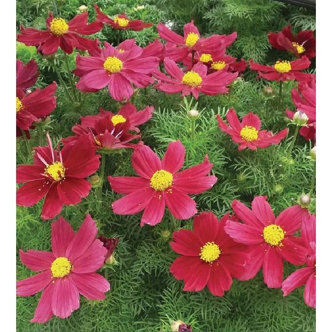 Hạt giống hoa cúc sao nháy màu đỏ,hạt giống chất lượng cao -1 gói 100 hạt