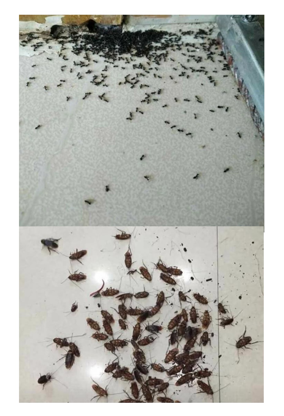 Thuốc xịt sinh học Diệt kiến Diệt gián Diệt ruồi Diệt muỗi Biopro Hương bưởi dịu nhẹ, an toàn, hiệu quả dài lâu