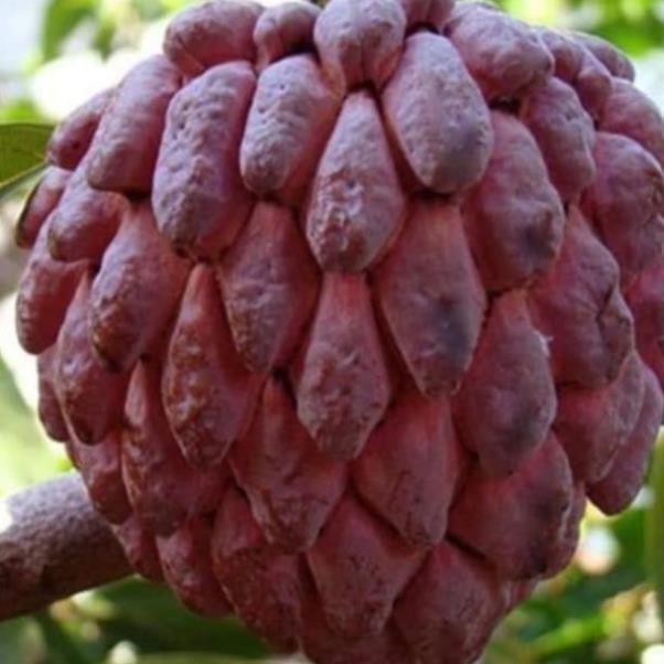 Sản phẩm CÂY NA ĐỎ CAO SẢN