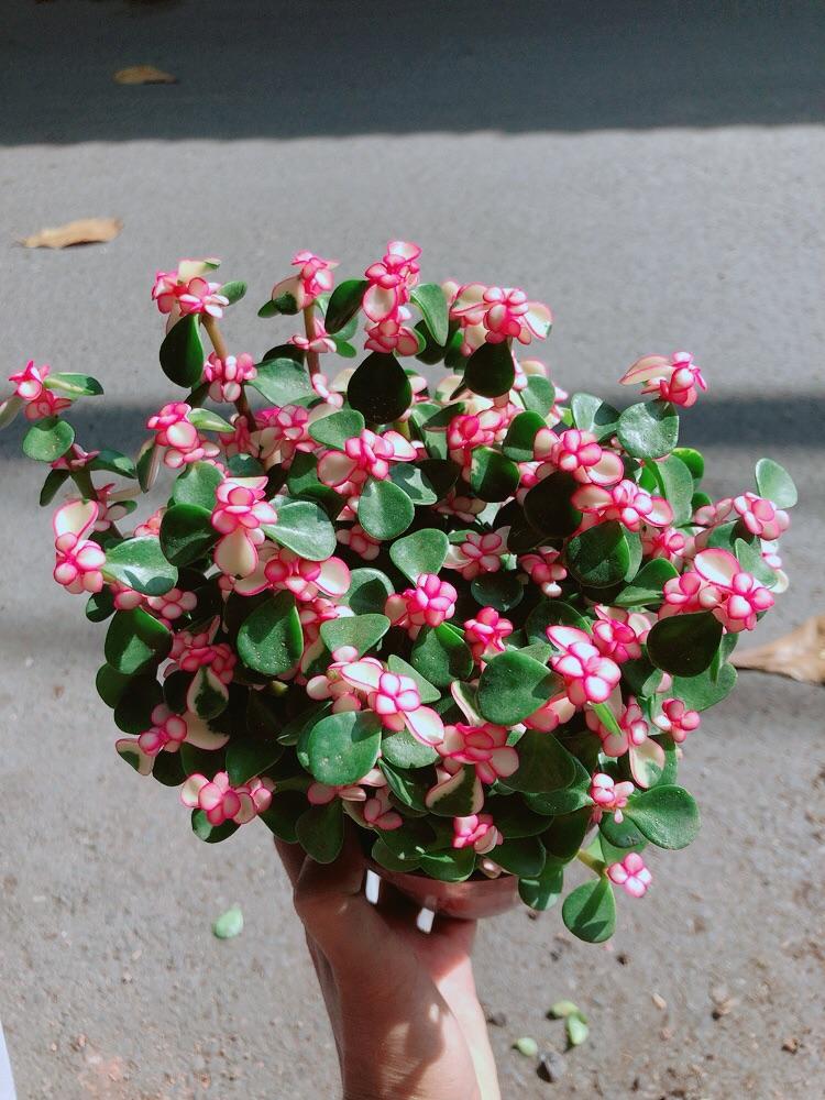 Chậu Cây Cành Vàng Lá Ngọc