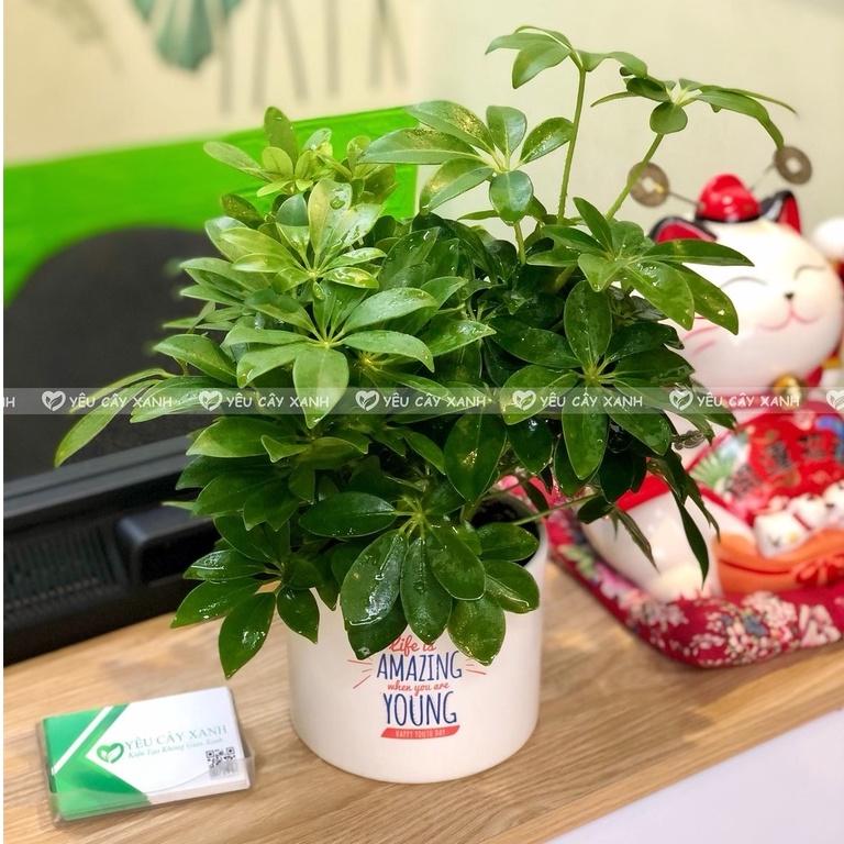 Cây Ngũ Gia Bì để bàn