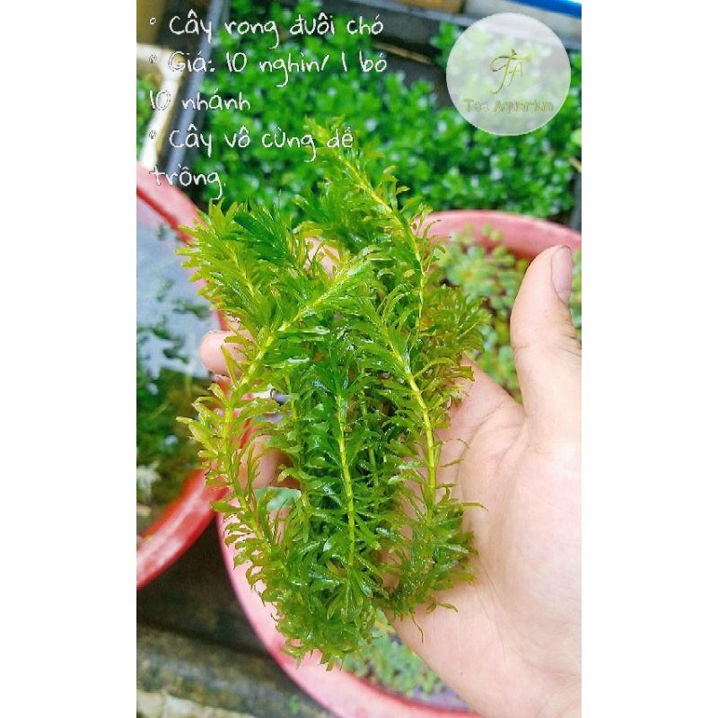 Rong đuôi chó thủy sinh - 5 nhánh rong đuôi chó thủy sinh
