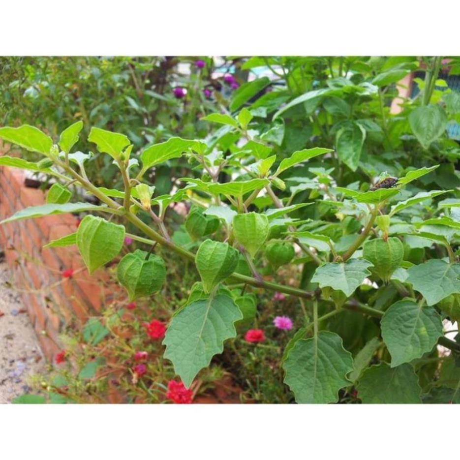 CHUẨN - 20 hạt giống Thù Lù, Tầm Bóp, Cà chua Lồng đèn