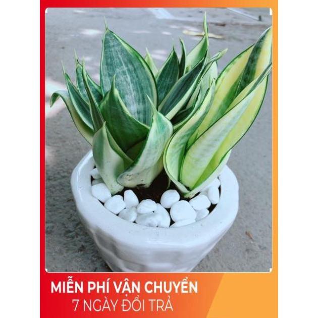 Chậu Lưỡi Hổ Thái Vàng