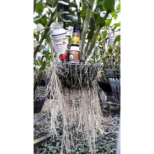 COMBO kích rễ cho cây lan