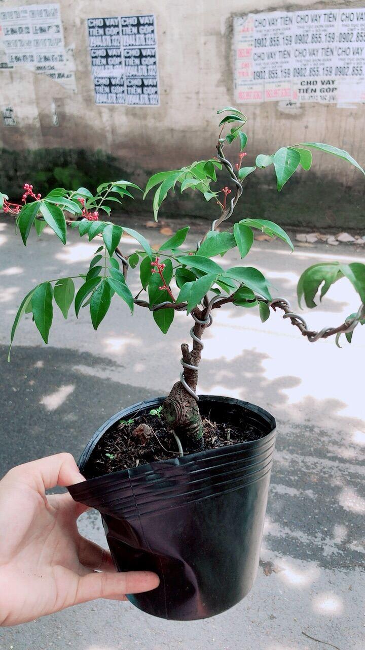 Cây Khế Bonsai