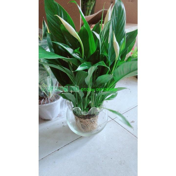 Chậu Cây Lan Ý Thủy Sinh