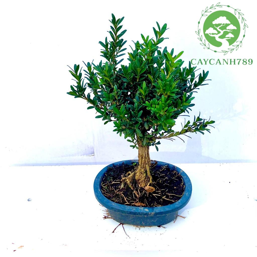 Cây hoàng dương thái chậu tròn