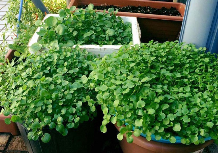 Hạt Giống Rau Cải Xoong Giàu Dinh Dưỡng