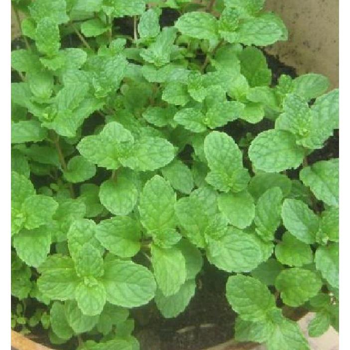 Hạt giống rau húng lũi KNS3219 - Gói 0.1Gram