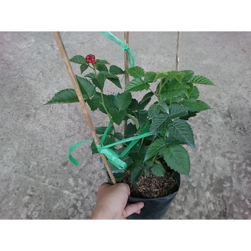 Cây phúc bồn tử - cây cảnh vườn + tặng phân bón cho cây