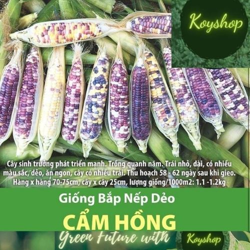 Hạt giống bắp nếp dẻo Cẩm Hồng, 5gr, bắp nếp lai