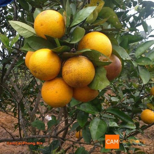 CÂY GIỐNG CAM Valencia -V2