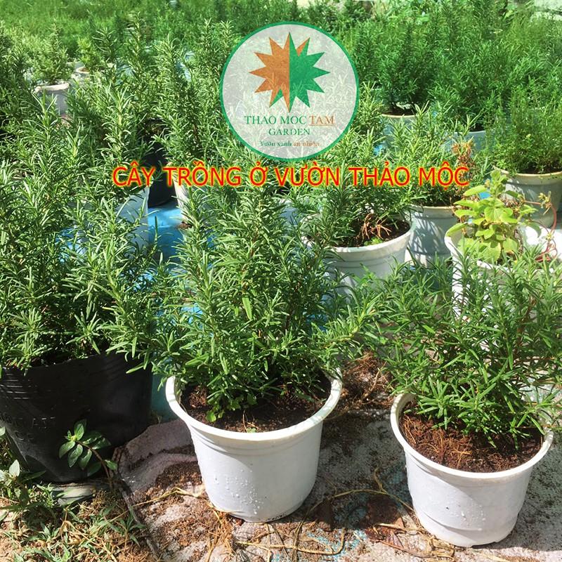 Chậu cây Hương Thảo - Cây được trồng ở Cam Ranh, khí hậu miền trung dễ thích nghi dễ chăm sóc.