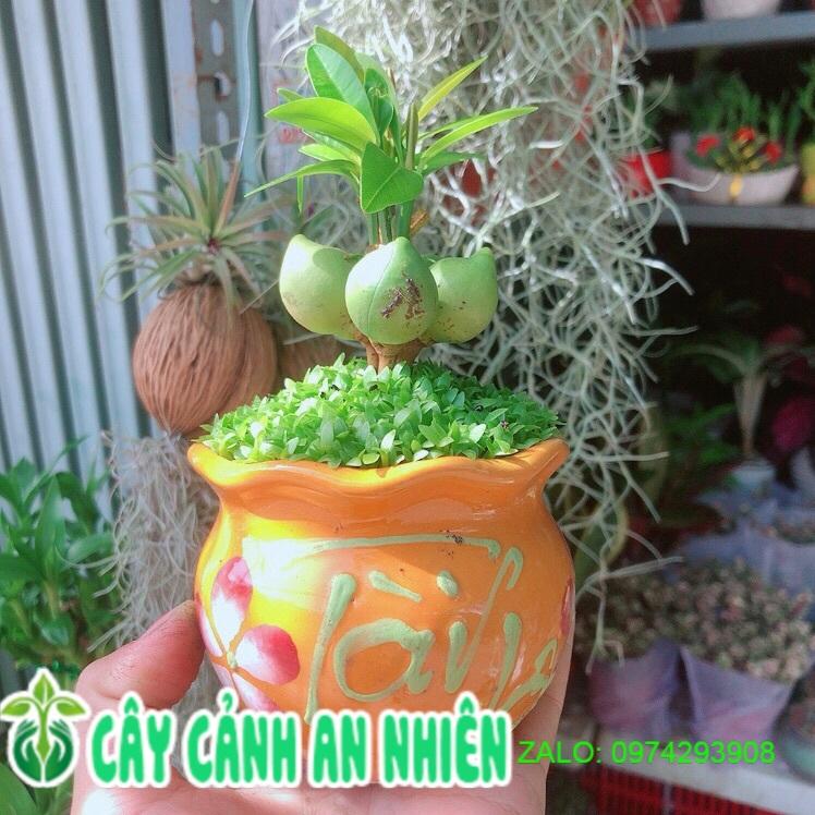 Chậu Cây May Mắn Tài Lộc