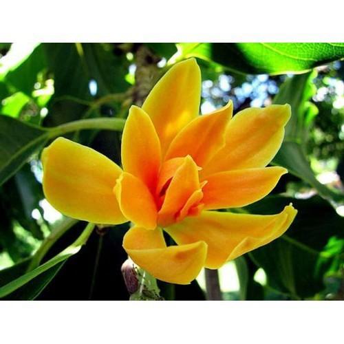 BẦU CÂY GIỐNG CÂY NGỌC LAN HOA VÀNG - CGCNLHV