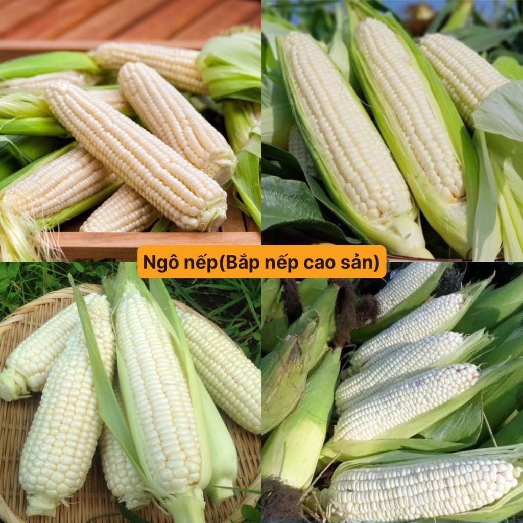 Hạt giống ngô nếp bắp cao sản siêu dễ trồng kháng bệnh tốt năng suất cao cửa hàng hạt giống uy tín