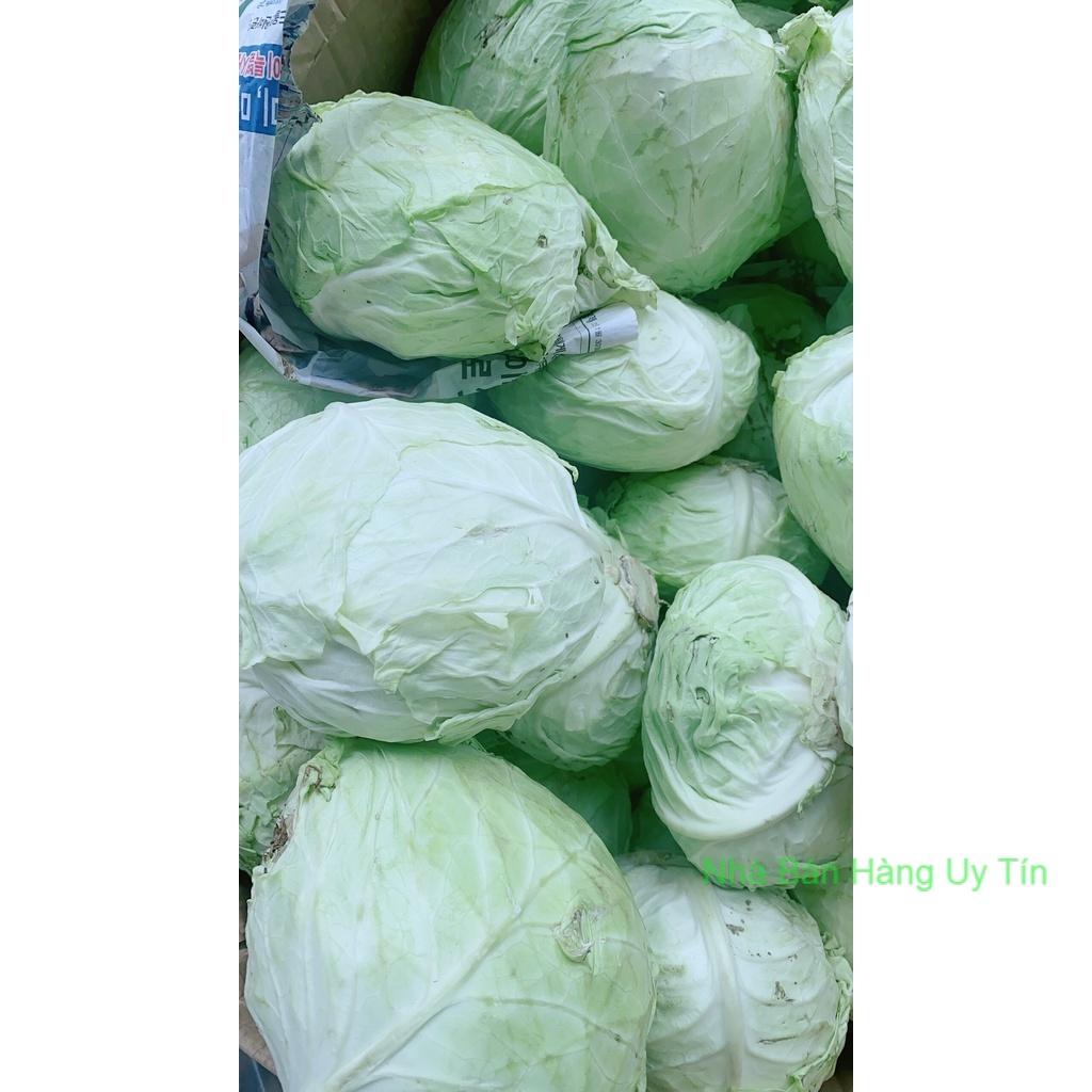 Bắp Cải Đà Lạt