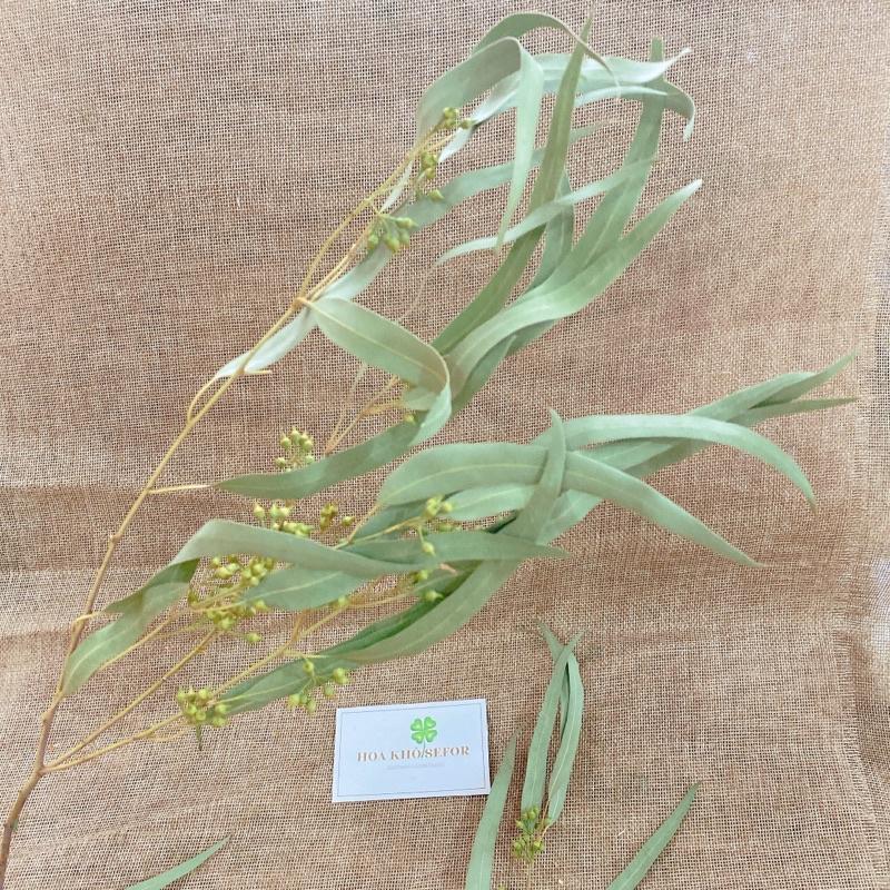 Lá Bạch Đàn tự nhiên bản dài, cành lá kèm quả decor nhà cửa, phụ kiện chụp ảnh