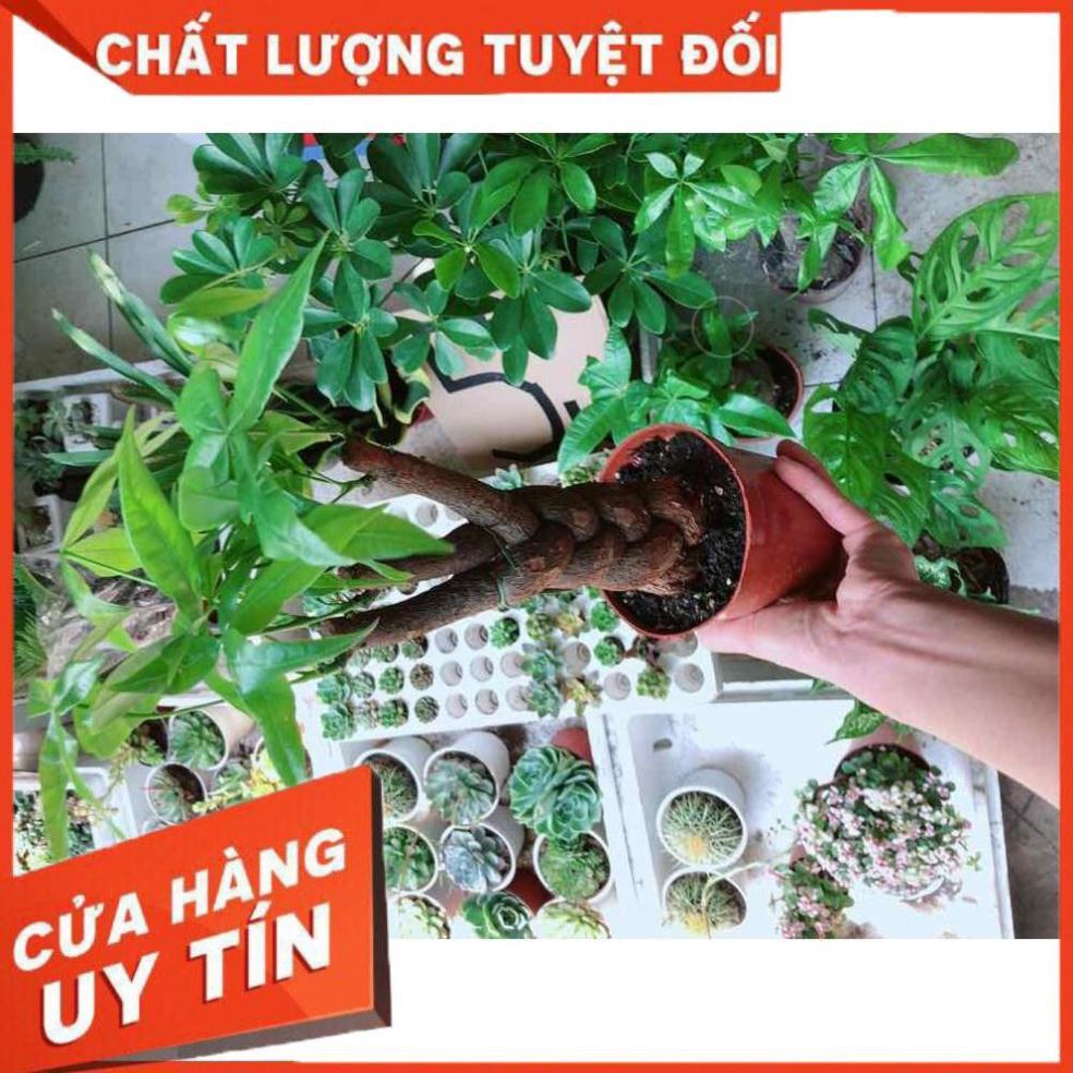 Kim ngân thắt bím 3 thân Nhiều Người Mua