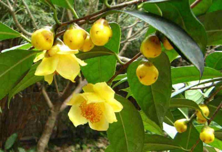 Trà hoa vàng - Cây trong bầu khỏe mạnh
