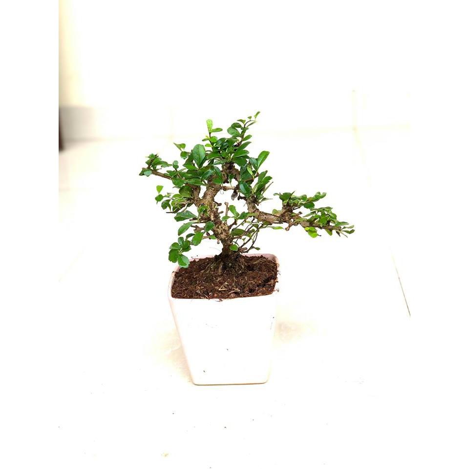 Cây bonsai duối nhật