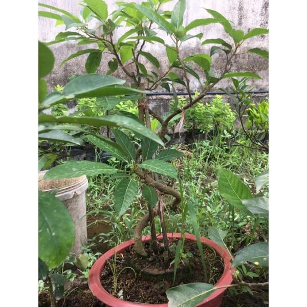 Sung nếp bonsai cho quả quanh năm