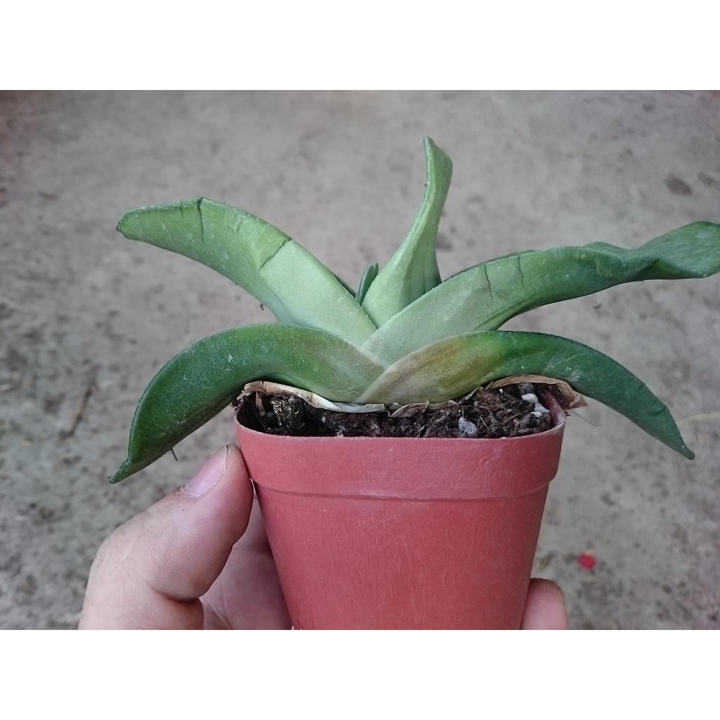 Cây Sen Mỏ Vịt - cây cảnh để bàn + tặng phân bón cho cây