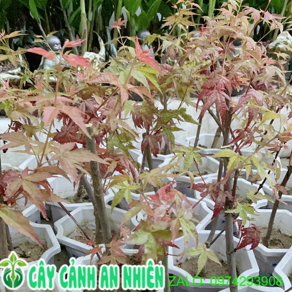 Cây Phong Lá Đỏ