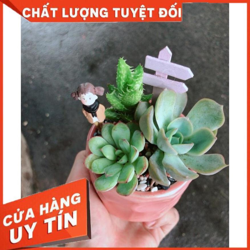 Chậu sen đá tiểu cảnh 6
