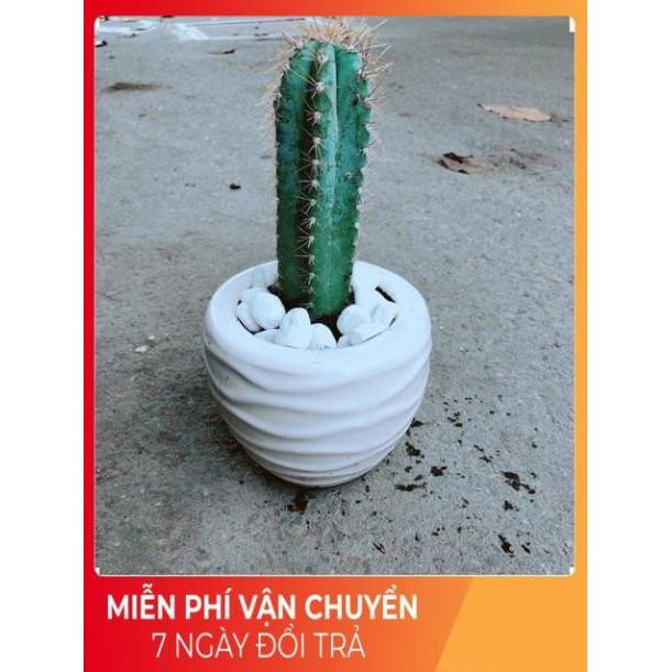 Chậu Xương Rồng Trụ