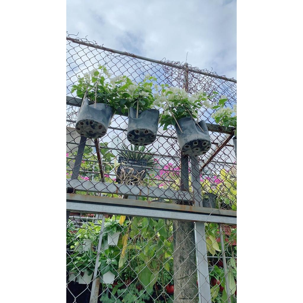 Hoa Giấy hàng đẹp