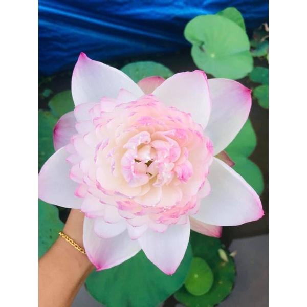 Combo 2 củ sen thái mini siêu bông