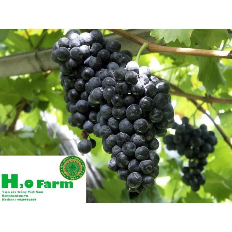 Cây Nho Ninh Thuận Ươm Tại Vườn Quả Xạ Đen - Vườn Ươm Ninh Thuận + Tặng 01 cây dâu da đất