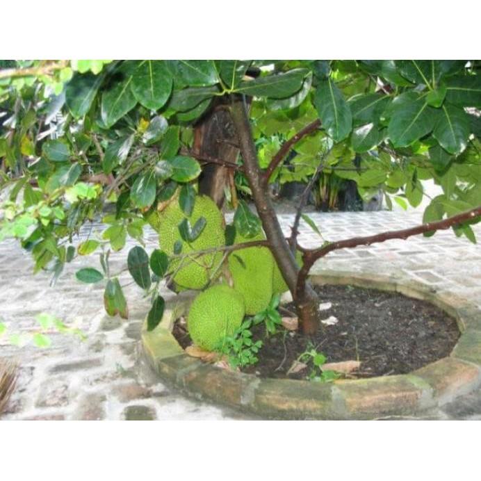 CÂY GIỐNG MÍT THÁI SIÊU SỚM - SIÊU TRÁI, NGỌT MÁT - CÂY GIỐNG CHUẨN F1