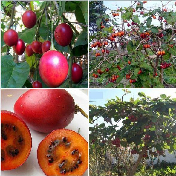 Hạt Giống Cà Chua Thân Gỗ Tamarillo 10 hạt/gói ( tặng kèm gói thuốc kích thích ươm hạt)