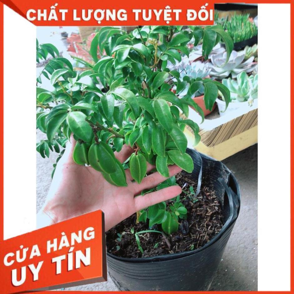 Cây Khế Nhiều Trái To