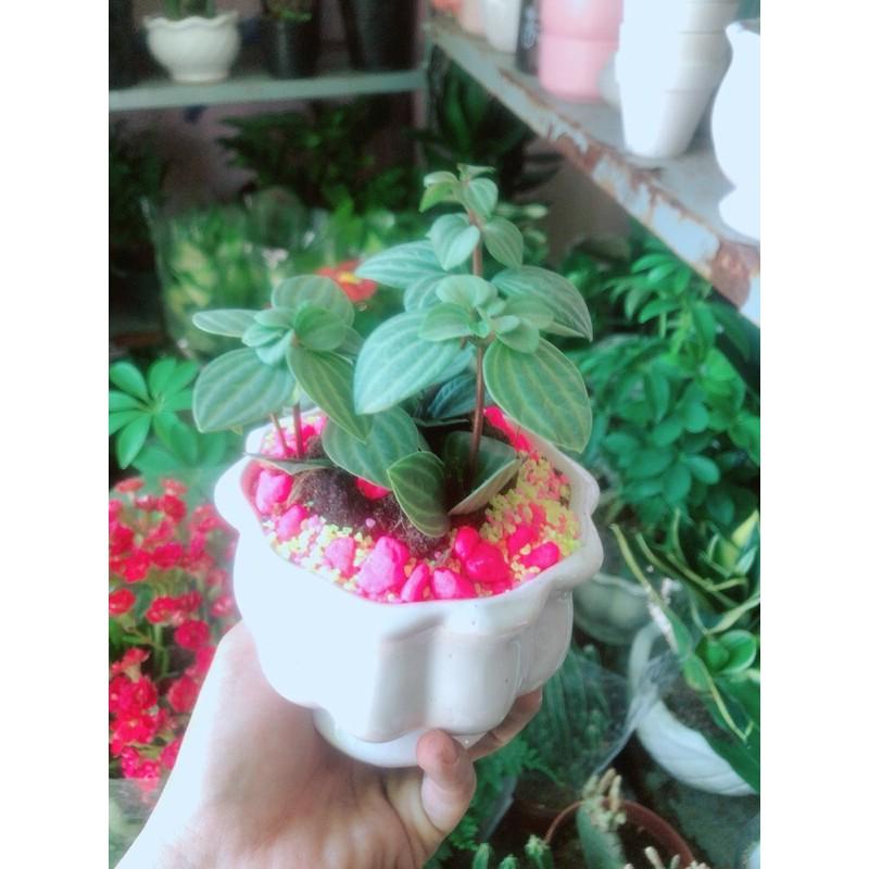 Chậu Cây Hột Xoàn