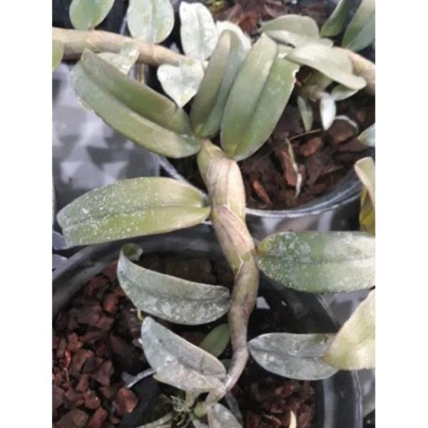 Hoa phong lan - nù tam bố cây năm 3 7-10 cm